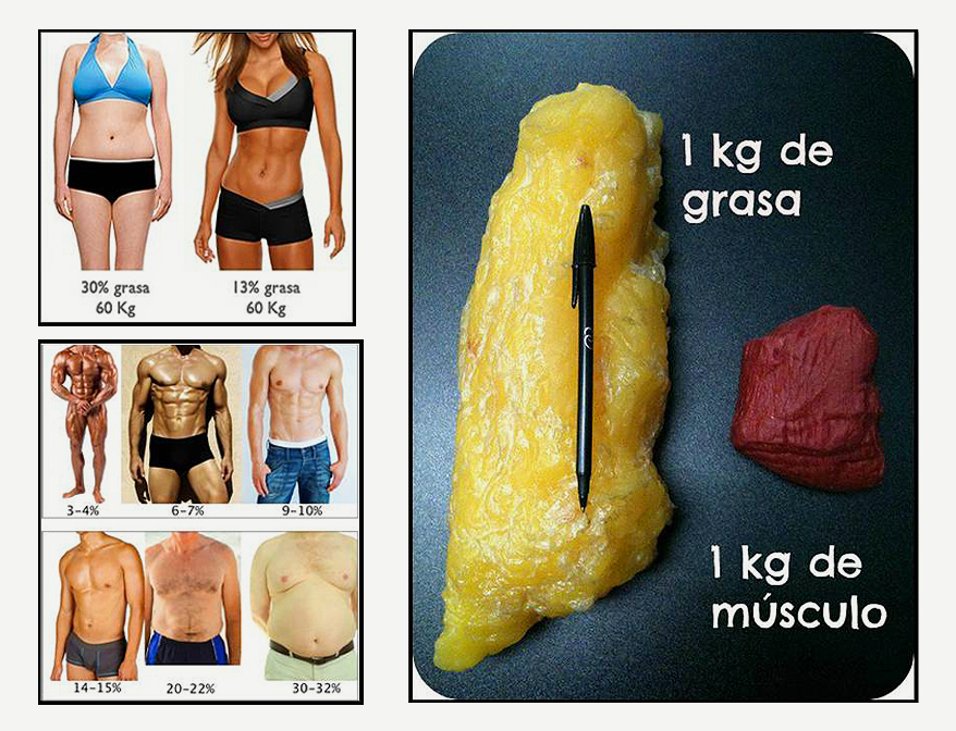 m-sculo-vs-grasa-bodytec-cantabria